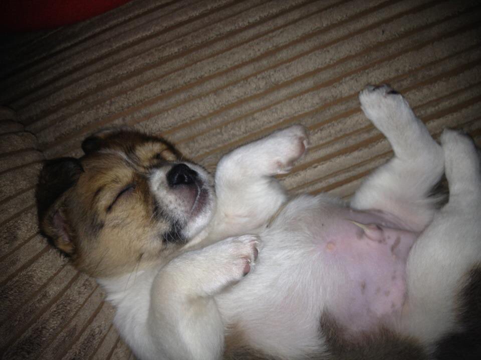 kimbochambers's tweet photo. The #Ratpig was once a very cute little puppy 😍 #FredButler https://t.co/ySMXQ70cZV