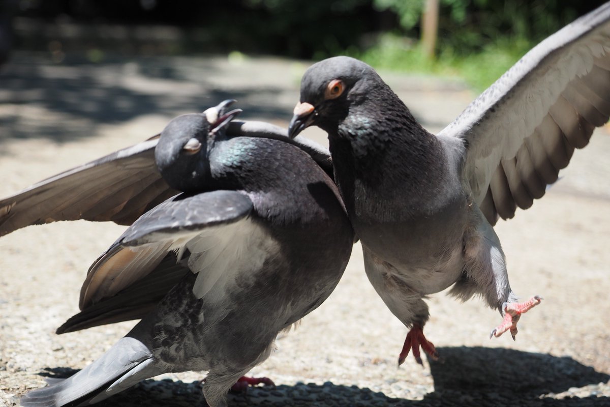 鷗 仮 空中羽根パンチを繰り出す鳩 くらってしまう鳩