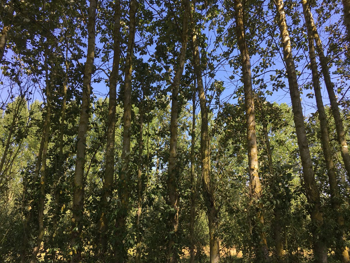 We are loving #tree layers #landscape depth #filtering #light