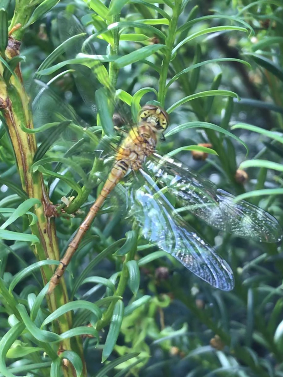 Common darter in one my yew trees today. Male patrolling pond. Couldn’t resist posting images. Garden alive with wildlife this summer!