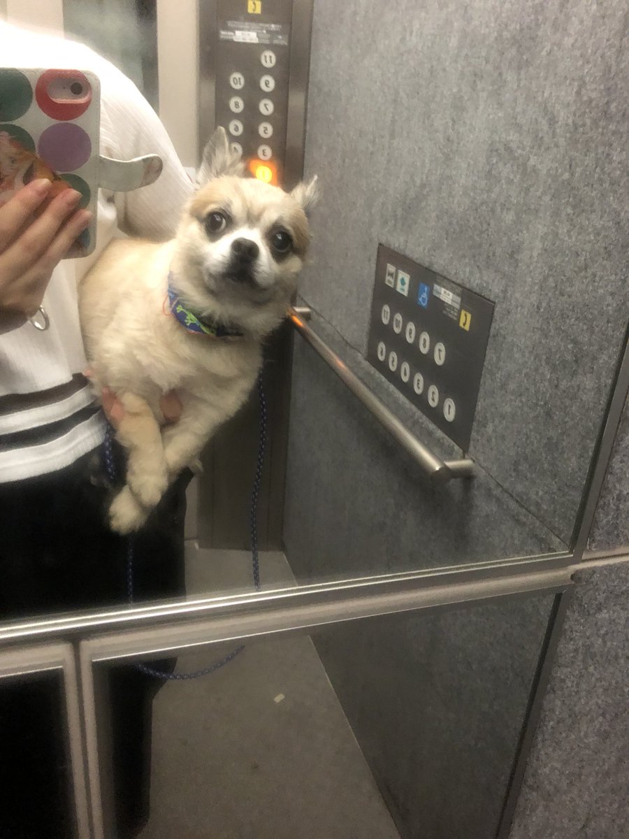ニンゲンの小脇に抱えられる犬のみなさん Togetter