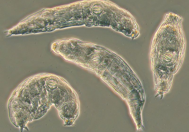 BenjaminHCCarr's tweet image. Horizontal #Gene Transfer in #Bdelloid #Rotifers Questioned
A re-analysis of sequencing data from a 2016 study of these tiny #metazoans reveals possible contamination, rather than an exchange of #DNA among species. bit.ly/2NRGzYw