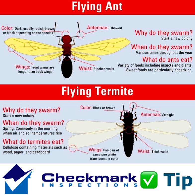 checkmarkfl's tweet image. **** Know the difference between ants and termites ****