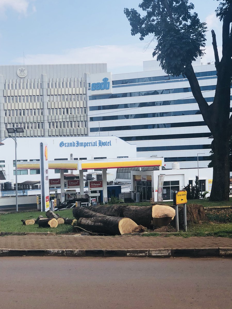 skaheru's tweet image. What a shame. #TreeGone @KCCAUG