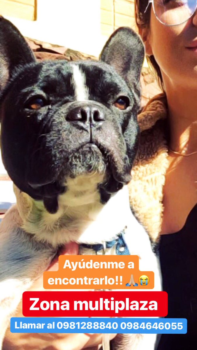 Se perdió mi perro Swadho (Suado), por favor ayúdenme a encontrarlo y si pueden hacer RT!!! 🙏🏼💔💔