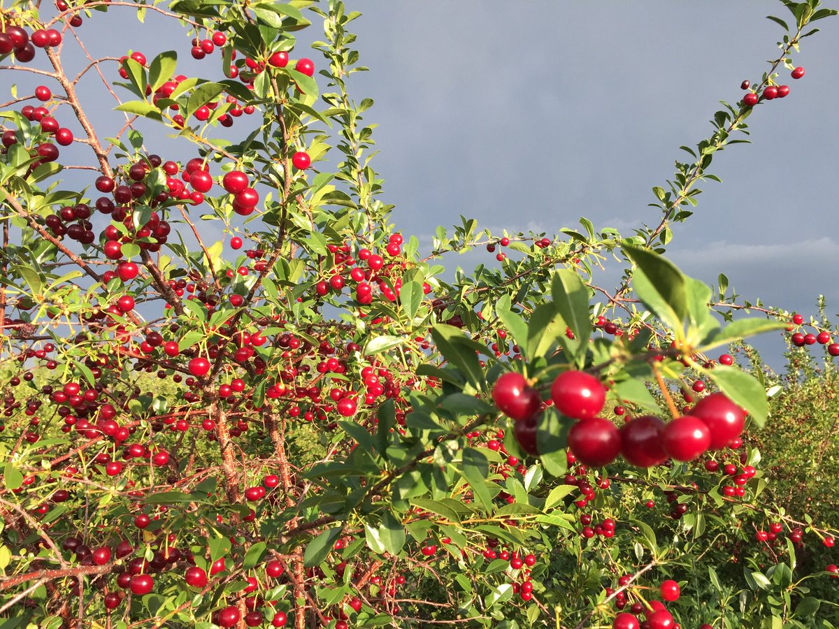 rocf2's tweet photo. #upick #sourcherries #Manitoba #Today #sweetsundaydrive to #LoweFarm call 1.204.746.4262 or 1.204.712.6954 for pitting/picking times. Watch the #worldcup then come picking! https://t.co/PCkCfRYBjh