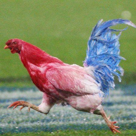 Allez les bleus 💪💪
#FRACRO #CM2018 #FinaleCoupeduMonde #fierdetrebleus