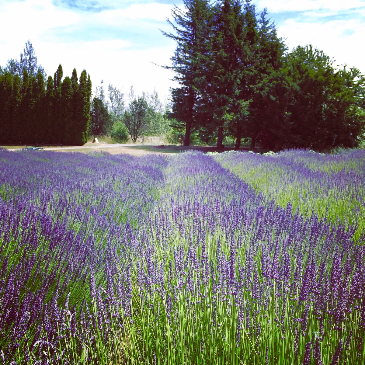 365Portland tweet media