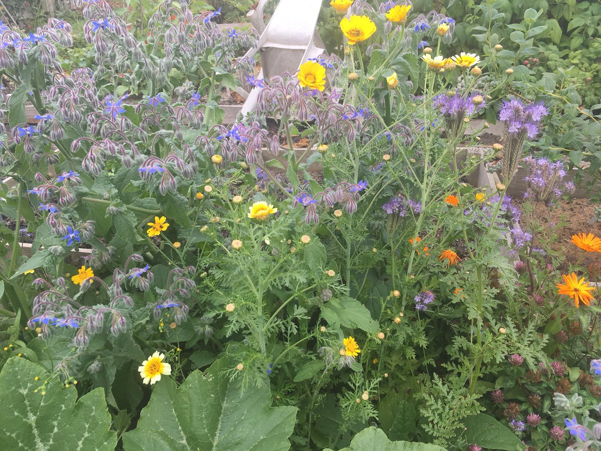 Plot44b's tweet photo. Free packet of #wildflower seeds from @greenwingrove has come into spectacular bloom. Particularly loving the purple tansy/ Phacelia https://t.co/iLltwdPLqm