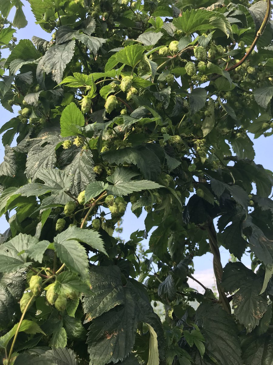 ClarkHollowHops's tweet photo. Centennials first to cone, as expected! The yard is loaded with green goodness #chhseason6 #thinknydrinkny #nyhops https://t.co/ExeGorD449