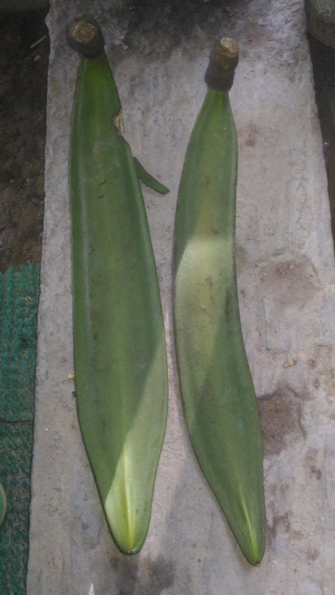 BikashUpam's tweet photo. Medicinal fruits available in the jungle of Tripura. Medicinal properties should be investigated by the department concerned. Please suggest these for further research. https://t.co/z76QluMdGj