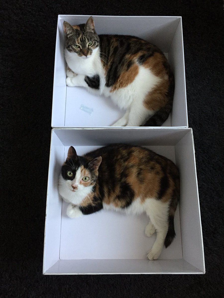 StopZwerfAfval's tweet photo. @Dierbescherming Wat een afschuwelijk leed is dit katje aangedaan. Als Kitty na haar herstel een gouden mandje zoekt. Dan staat het mandje en haar nieuwe maatjes voor haar klaar. Sterkte 😻 https://t.co/uNyBvi0sFJ