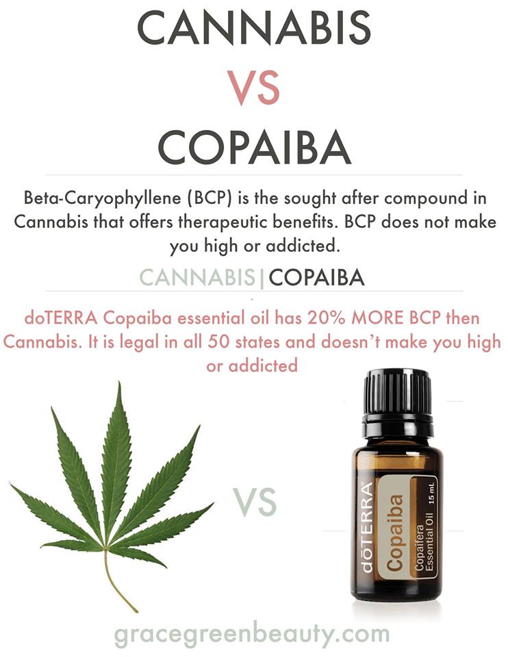 EssentialsBold's tweet image. doTERRA Copaiba essential oil has 20% MORE BCP then Cannabis, is legal in all 50 states, doesn’t make you high or addicted and is available from doTERRA so you know you are getting pure, unadulterated essential oils. Ask me how to get your hands on Copaiba #EssentialOls #Copiaba