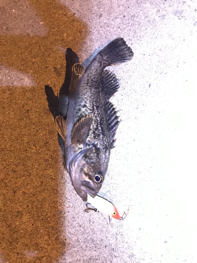 初心者でも釣れる 北海道はライトショアジギング入門に最適 フリーランスさばいばる