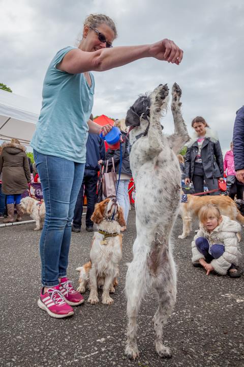 InNantwich's tweet photo. #FunDogShow is back and hosted by @RSPCA_Crewe at the #BigDayOutCheshire 29th July so no need to leave your 4-legged family members at home! #EarlyBirdTickets still available: https://t.co/LLN2EYlg0k #BeQuick https://t.co/OZXg9JLYFY