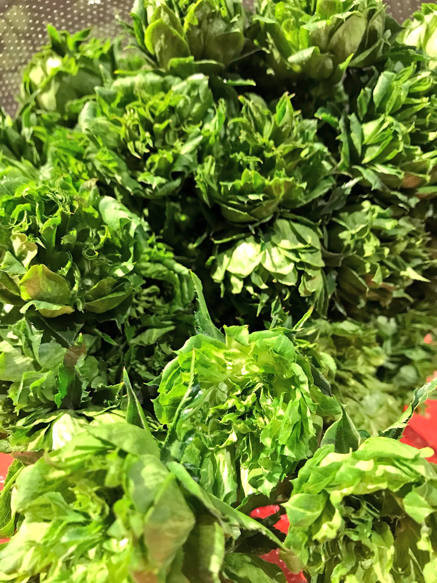 大橋未歩 緑の薔薇 オリエンタルエクレールっていうんですがご存知ですか これがバラ と驚きました 薔薇なのに素朴な味わいで素敵 テレ東時代 一緒に上原浩治投手の密着企画などに取り組んでいた後輩ディレクターの実家が薔薇農家で 少し