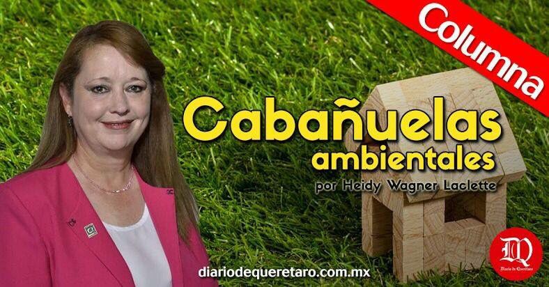 DiarioQro's tweet photo. #Columna | Hoy en #Cabañuelas "Forraje Verde Hidropónico, opción alimenticia para ganado" 📰✨ → https://t.co/vFQuOqCJke https://t.co/8sSfROYABy