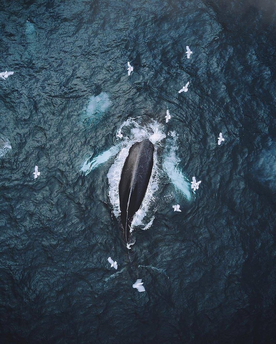 ExploreCanada's tweet photo. “We watched humpback whales enjoy dinner time from the cliffs of Cape Spear, the most Eastern point of North America. This place is full of life, icebergs, insane coastlines and most of all, some of the most beautiful people you'll ever meet.” Words &amp; 📷: @jasoncharleshil https://t.co/BoBEYKhf8n