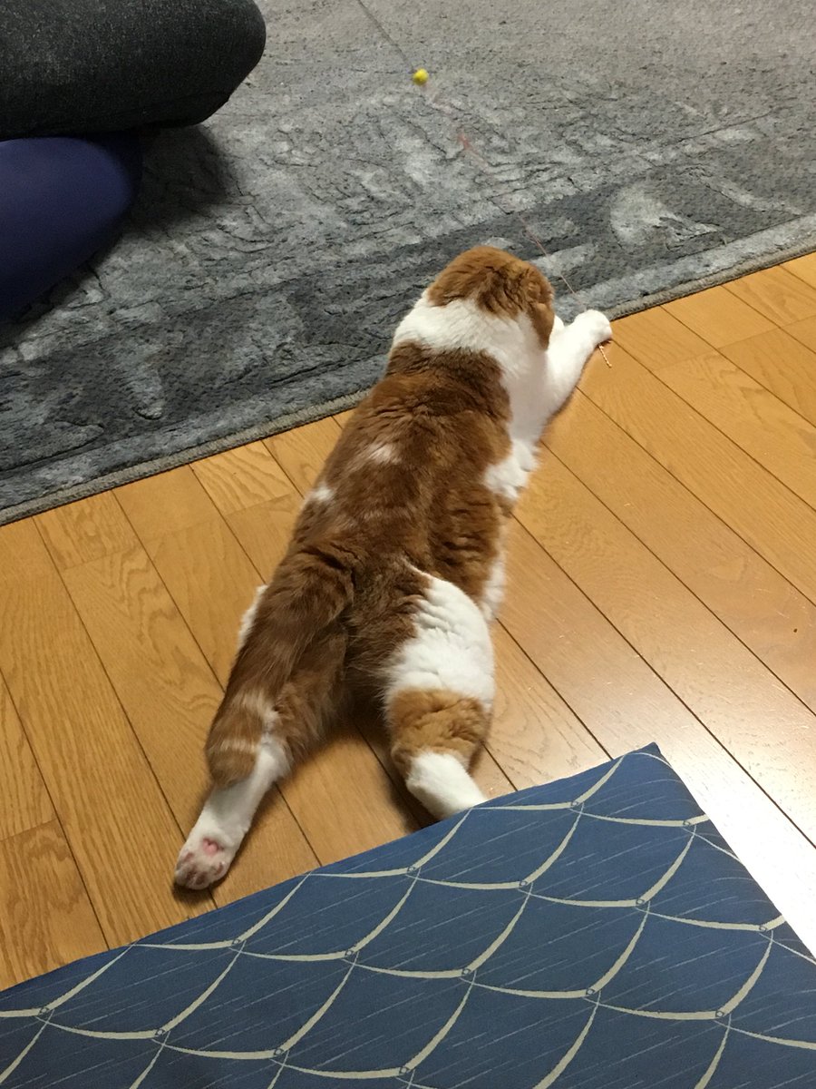 bubu_fish's tweet photo. ムギさん、ジャンピングキャッチ。 https://t.co/dNcT6IexY1