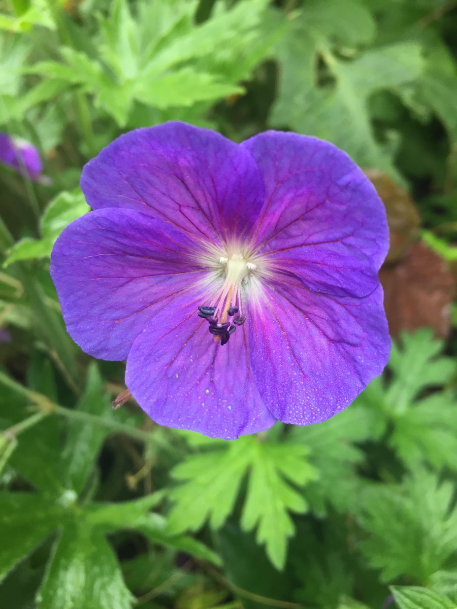 TythorneGD's tweet image. Simple, beautiful, and long-lasting... what's not to love about the flowers of Geranium 'Johnson's Blue'? Oh, and it's our garden designer's plant of the month for July 2018. 

tythorne.com/blog/your-gard…