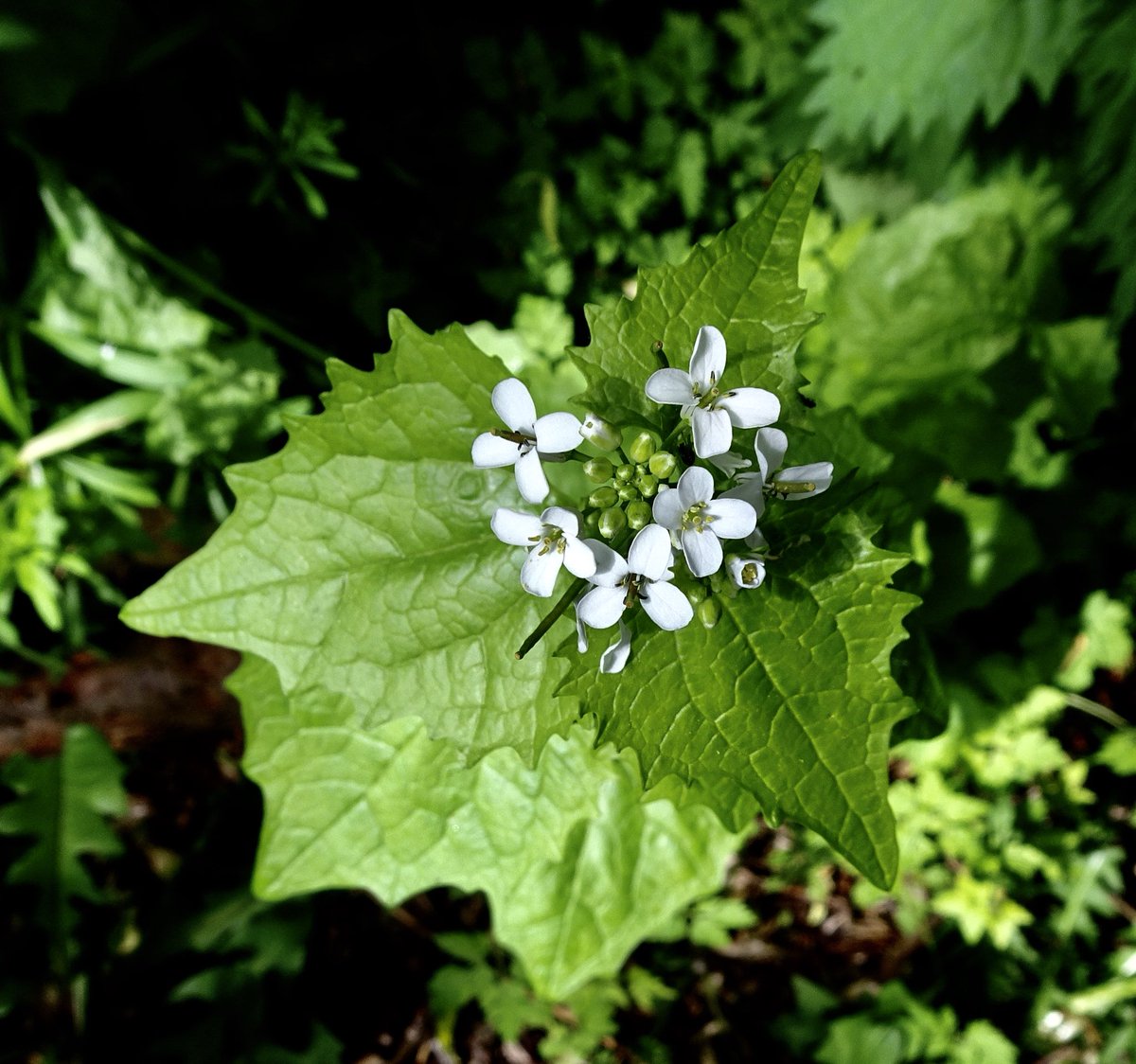 BoundaryWay's tweet photo. We’re excited to unveil our new seasonal worksheets to help children discover native plants created by @bohocreative they are based on extensive research by Herbalist #MariaBillington @GatisCommunity - learn more on our blog & DM for copies https://t.co/nI2oFnmaMg #HLFsupported https://t.co/H7E5aVBzNs