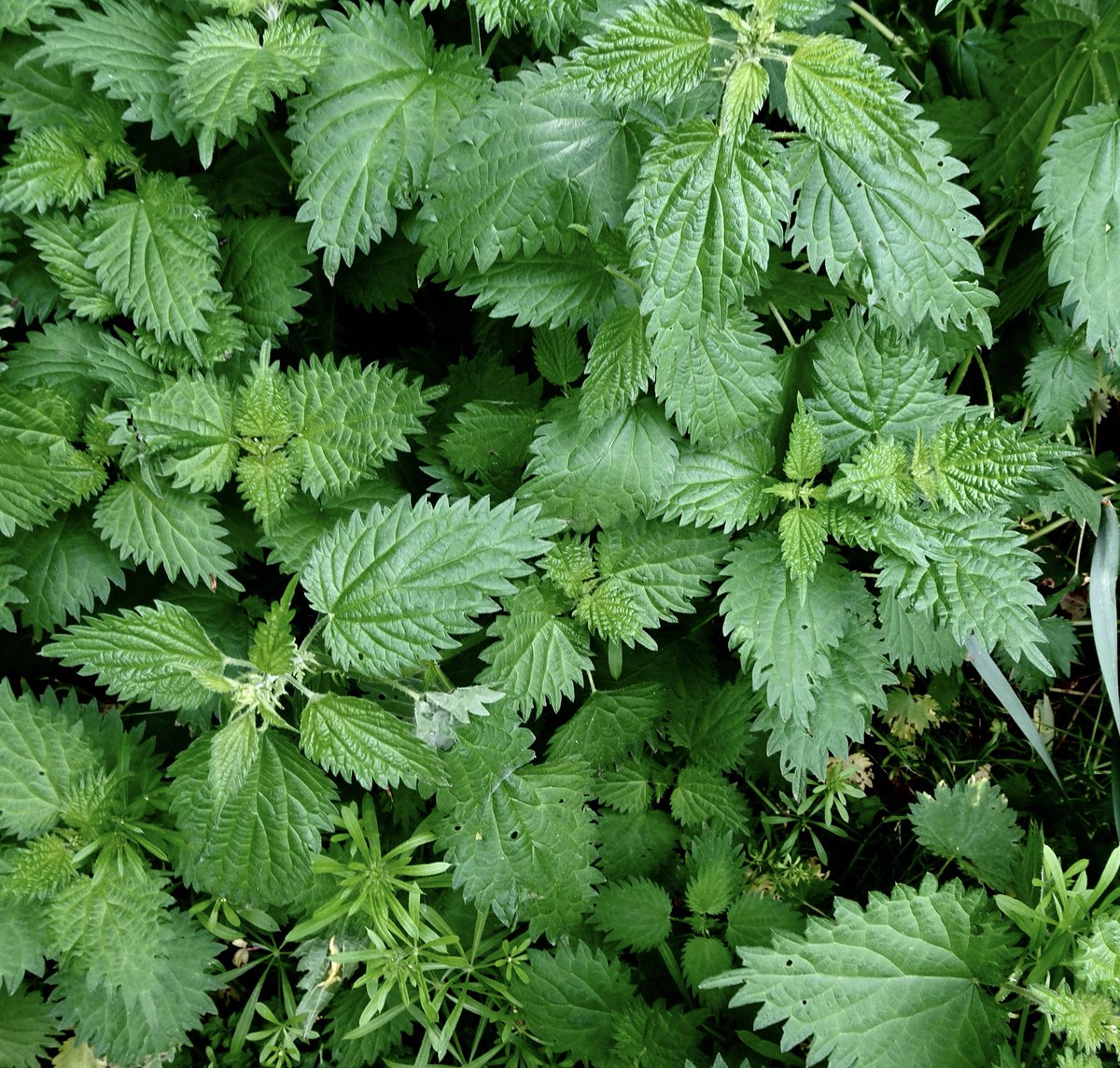 BoundaryWay's tweet photo. We’re excited to unveil our new seasonal worksheets to help children discover native plants created by @bohocreative they are based on extensive research by Herbalist #MariaBillington @GatisCommunity - learn more on our blog & DM for copies https://t.co/nI2oFnmaMg #HLFsupported https://t.co/H7E5aVBzNs