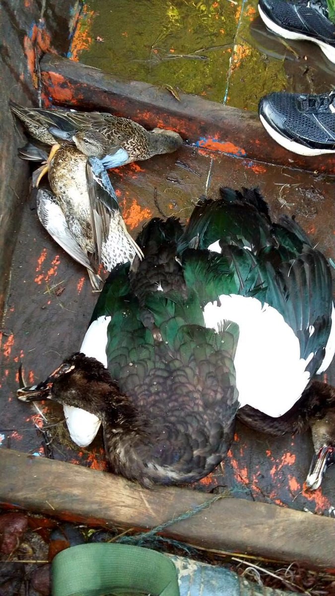 sonora969's tweet photo. Alcalde de Sipacate, Escuintla, Walter Nájera, anuncia prohibición de caza de aves migrantes. Multas de hasta Q15 mil. https://t.co/N13nqM2t25