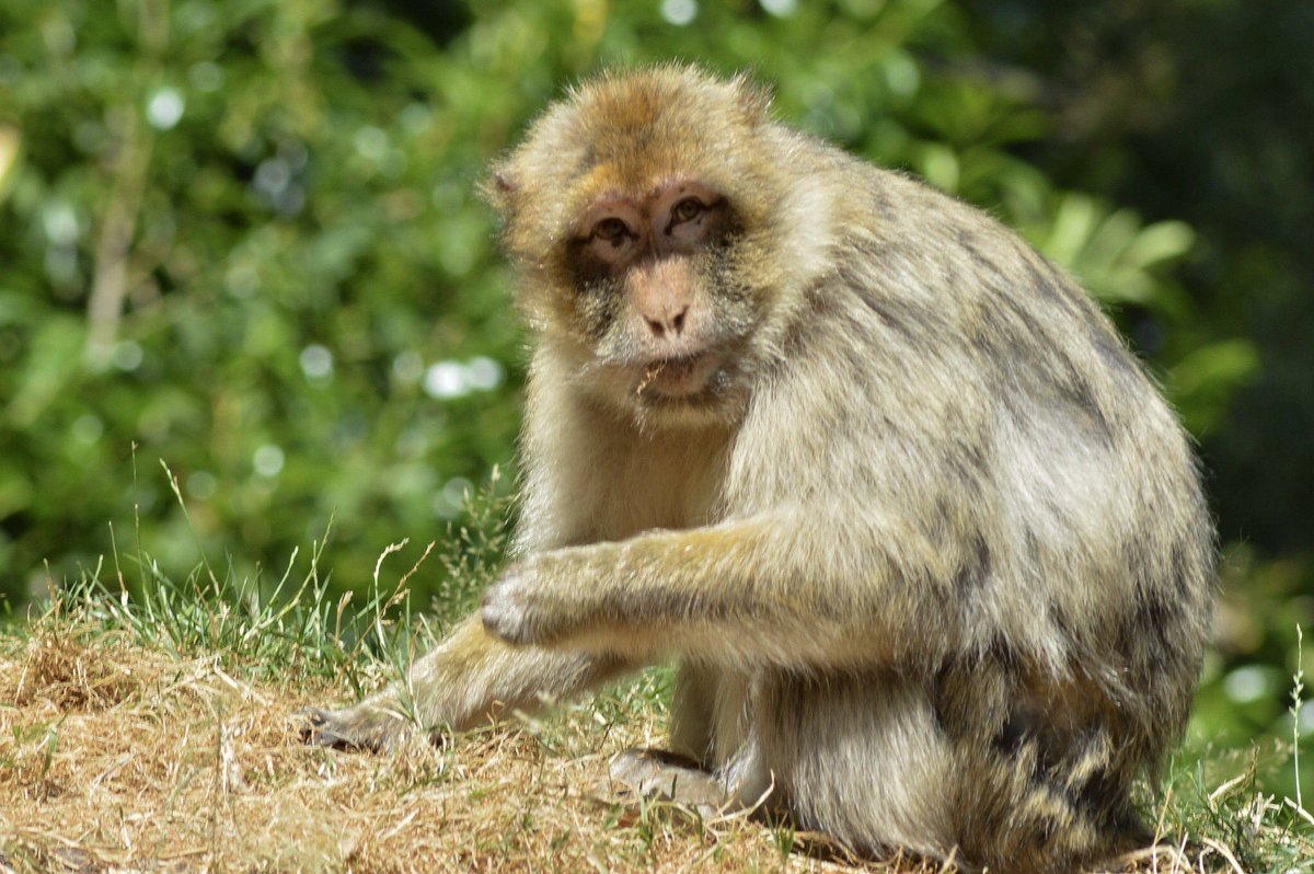 lauraemilyart's tweet photo. Thank you for having us today @Monkey_Forest. We loved how clean and friendly your park is. π #monkeycare #happymonkeys https://t.co/AQ6wPhT8Bc