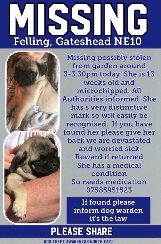 Mollie the Pug tweet media