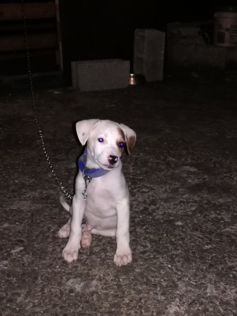 Nockolox's tweet photo. My boy been growing https://t.co/IhUdcD7BhD
