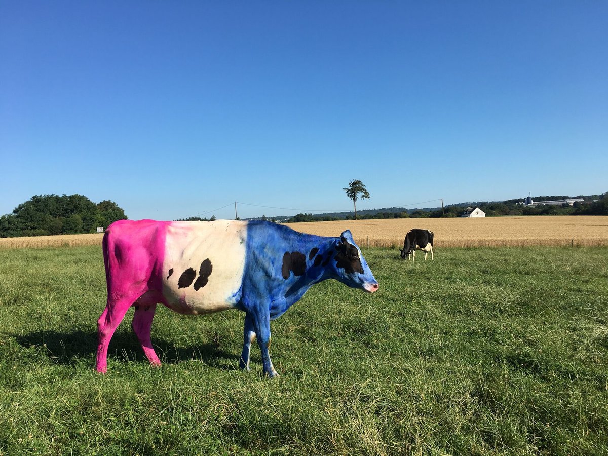 france3Bretagne's tweet photo. [Direct] - Les Bleus #ChampionsDuMonde : la fête dans les centres-villes et pour Louise, la vache tricolore de #meslan #morbihan?
https://t.co/XpaN1L9urZ https://t.co/QcRJ3G82eD