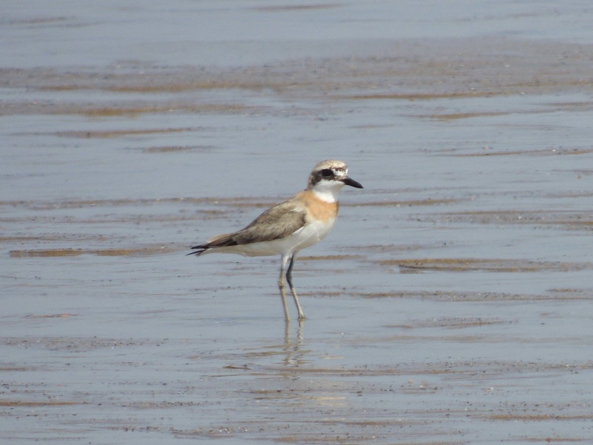 Erich Hediger (@erichhediger) on Twitter photo Adโmale Greater Sandpiper still just S.of Easington boatyard at 3.40pm showing well <a href="/RareBirdAlertUK/">RareBirdAlertUK</a> <a href="/spurnbirdobs/">Spurn Bird Observatory</a> Adโmale Greater Sandpiper still just S.of Easington boatyard at 3.40pm showing well <a href="/RareBirdAlertUK/">RareBirdAlertUK</a> <a href="/spurnbirdobs/">Spurn Bird Observatory</a>