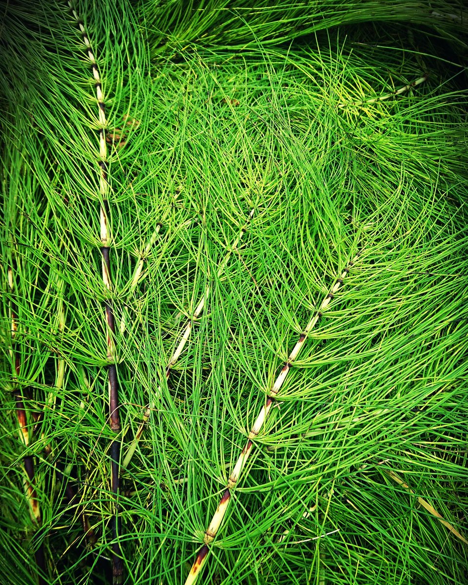 MinaSindarin's tweet photo. #equisetumarvense #fieldhorsetail #horsetail #herbaceous #perennial #medicinal #plant #equisetopsida #native #arctic #nature #temperate #hemisphere #preslica #equisetum #arvense #herbs #herbalife #medicalplants #ilovenature #naturephotography #lifeinnature #lifeinwoods #herbs https://t.co/yGWUUvnrBd