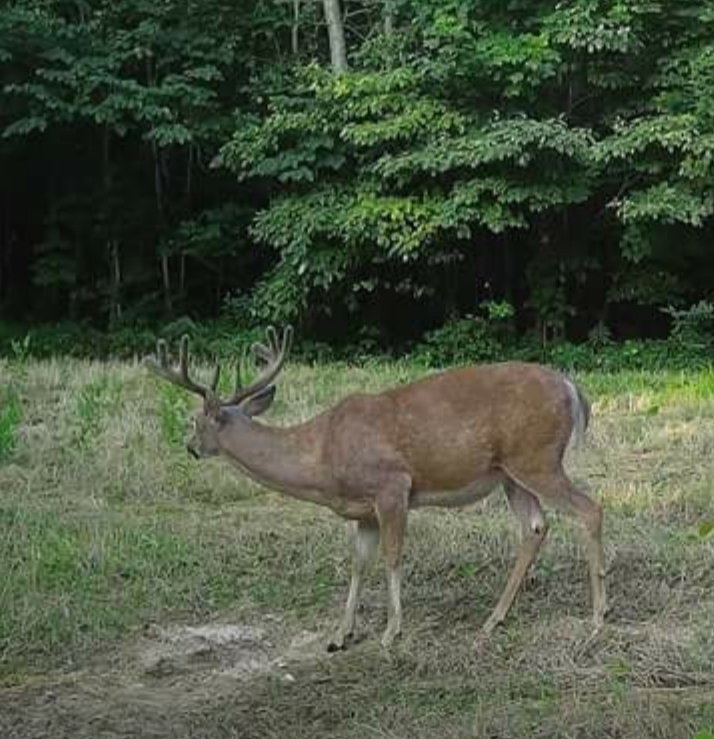 IronmanOutdoors's tweet photo. We've got a big bodied #buck on another  Ohio lease. Our retreats in the fall will be fun https://t.co/KIGSWFjYWZ