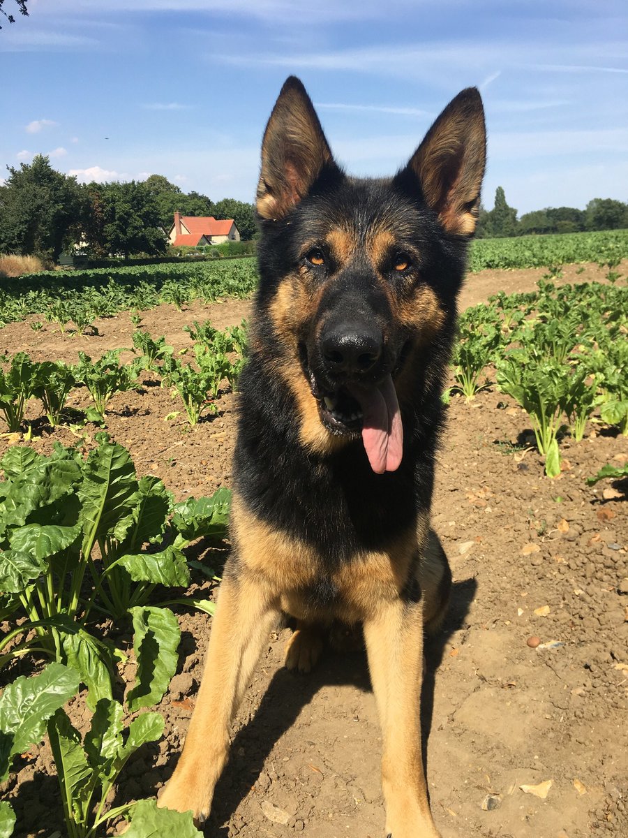 NSPoliceDogs's tweet photo. PD Nemo again proves what a vital resource our dogs are.  We attend a report of suicidal missing person in Mid Suffolk and quickly locate her about a mile from home.  Aided back to her address we arrange for medical support.  Nemo aids by covering her in slober!! #191 https://t.co/uqXuofrbfo
