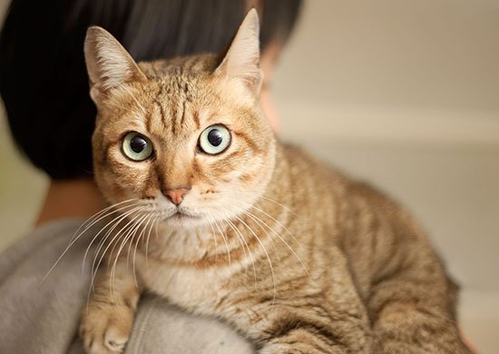 FelineNutrition's tweet photo. Getting your cat off of dry foods has many benefits. The most obvious - at least to the touch - is the vast improvement in the health and feel of your cat's fur. https://t.co/fUUTjYNOUp https://t.co/w1bfxwLrKM