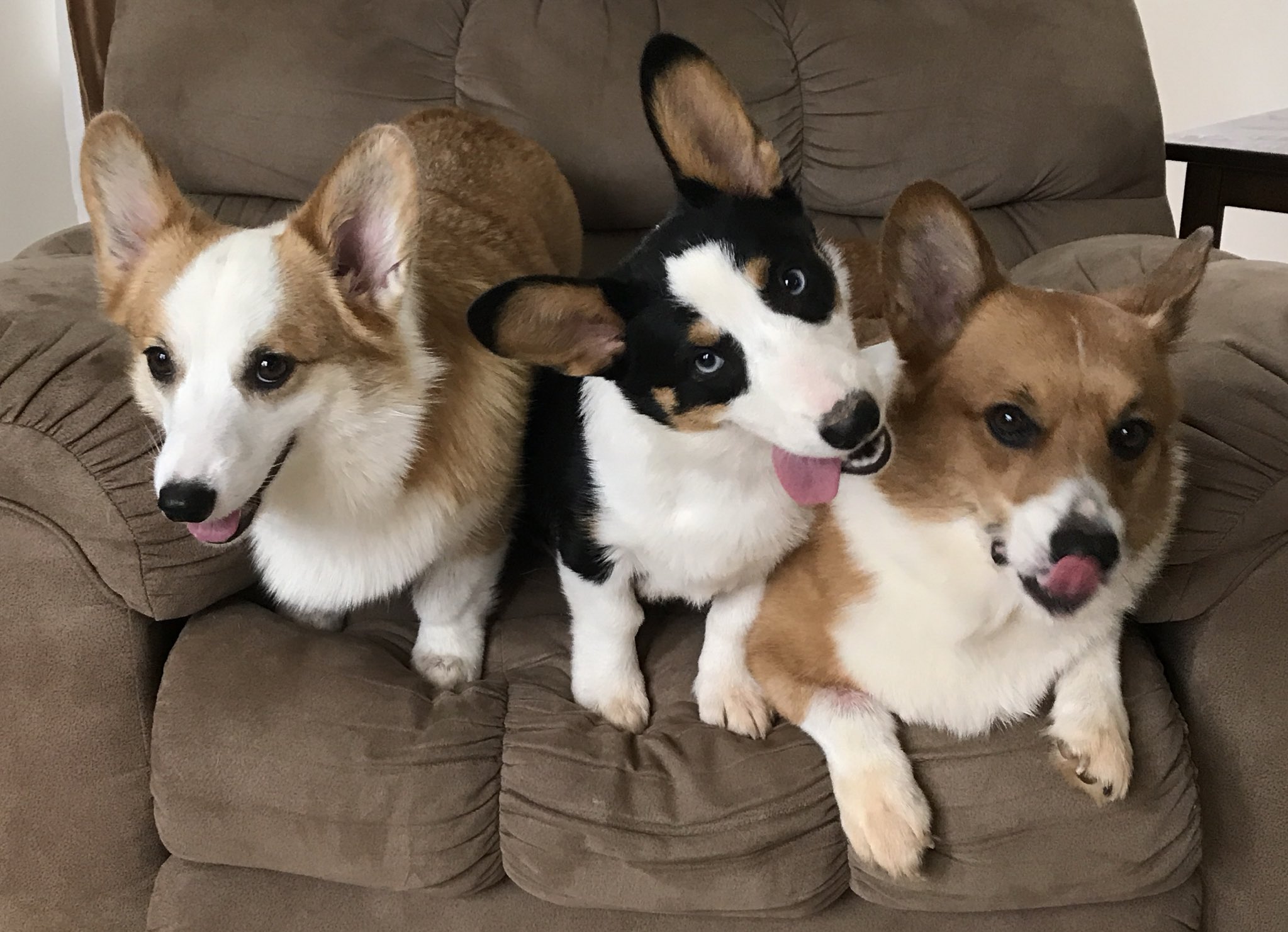 Derpy corgi 2025