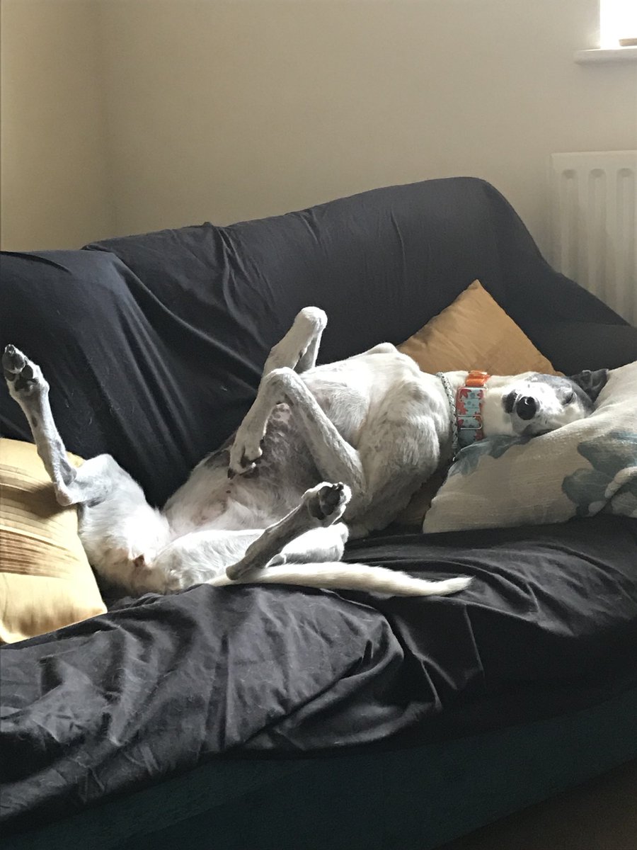 MissStarhound's tweet photo. Truely tired after an enjoyable but hot NGG #NGG #roachin https://t.co/n8oND0fqEv