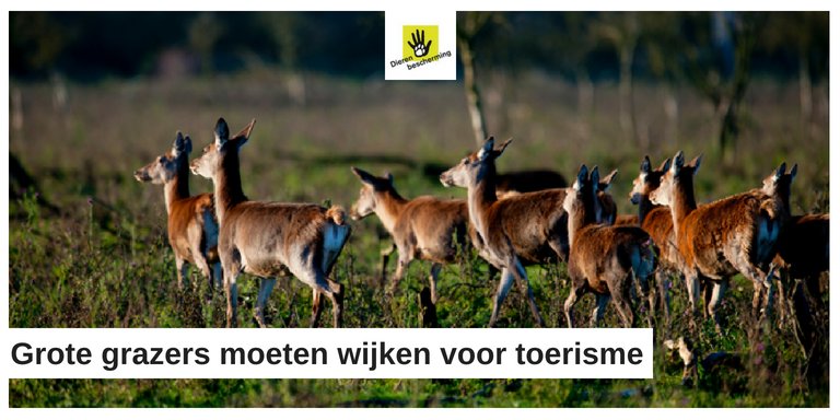 Dierbescherming's tweet photo. Oostvaardersplassen: Het afschot van gezonde dieren, alleen maar omdat ze niet langer in het gedroomde plaatje van de provincie passen is voor ons onacceptabel https://t.co/kskEVWIoq5. We gaan ons nu dan ook beraden op stappen om dit te voorkomen. https://t.co/9CDlOcfFa1