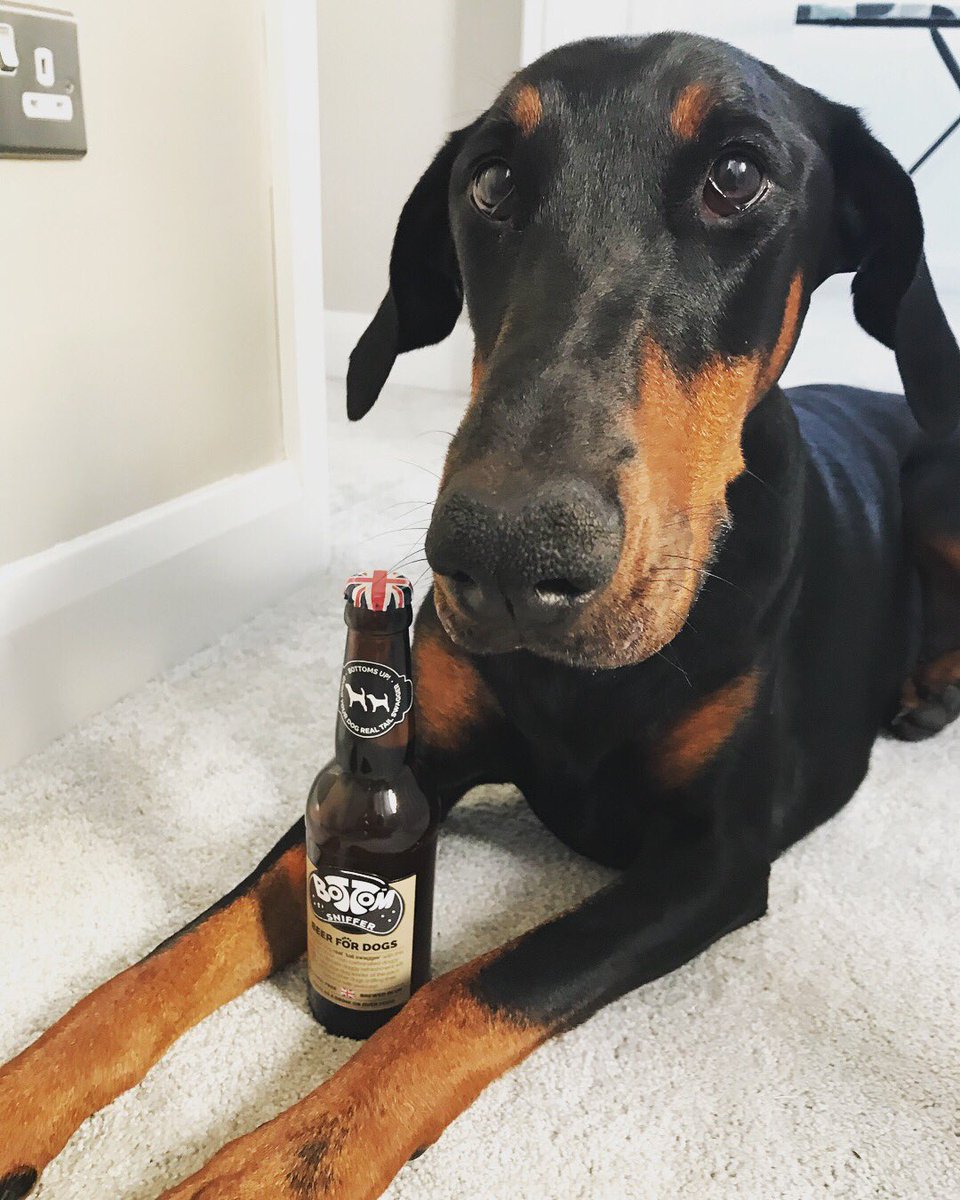 PoochinisBox's tweet photo. Well, the World Cup is over! Well done France 🏆 Now for some #bottomsnifferbeer to celebrate with the lads 🍻⚽️ #poochinisbox #worldcup #woofandbrew #kalithedobermann https://t.co/vLfniTGVcc