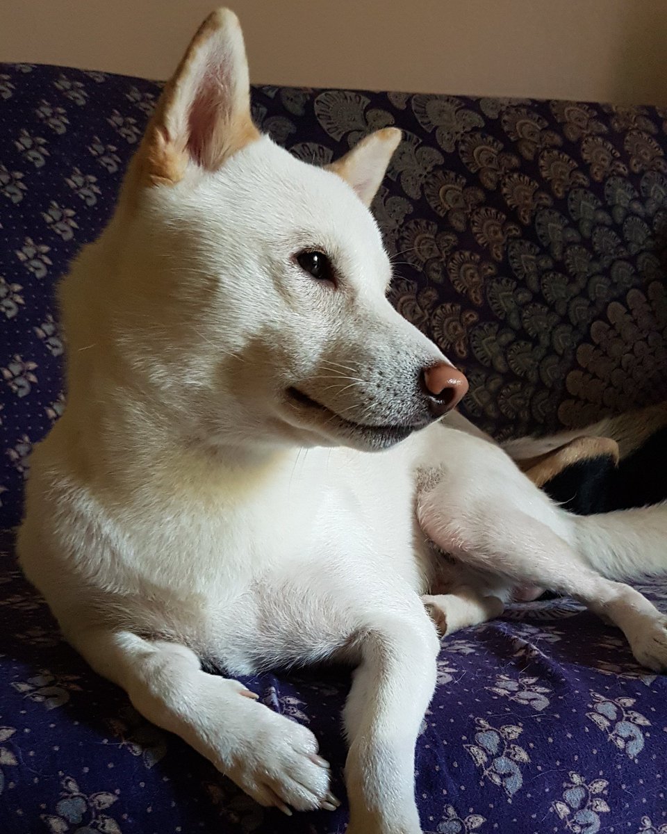 OfficialNurka's tweet photo. Whelp, #worldcup is all wrapped up, can't wait for the next one! Apparently, Nudli is a #football fan too! Here's a picture of him watching the #final 😋

#shiba #shibagram #shibainu #shibamania #shibadog #shibalove #shiba_snap #shibasofinstagram #dog #instadog #doge #doggo #dogs https://t.co/ucHx8gTQRO