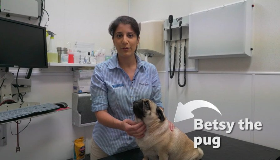 Why are exaggerated features in dogs an issue? In this <a href="/BBCNewsround/">BBC Newsround</a> special, @VetDannii explains to children why vets are concerned about flat-faced dogs #BreedtoBreathe #NotNormal ow.ly/lbEK30kXrBn