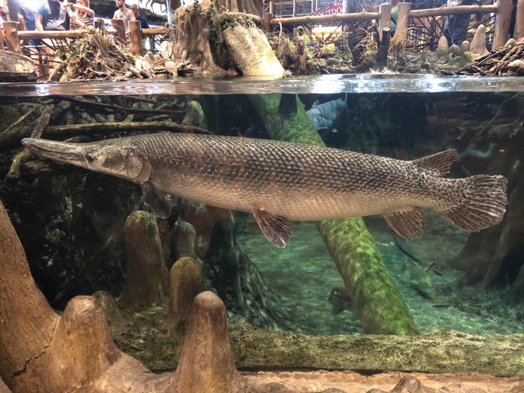 Scott Koenigbauer on X: @SolomonRDavid gars have taken over at the  Springfield, MO Bass Pro Shops! Johnny Morris claims the mount is the  world's largest recorded alligator gar.  / X
