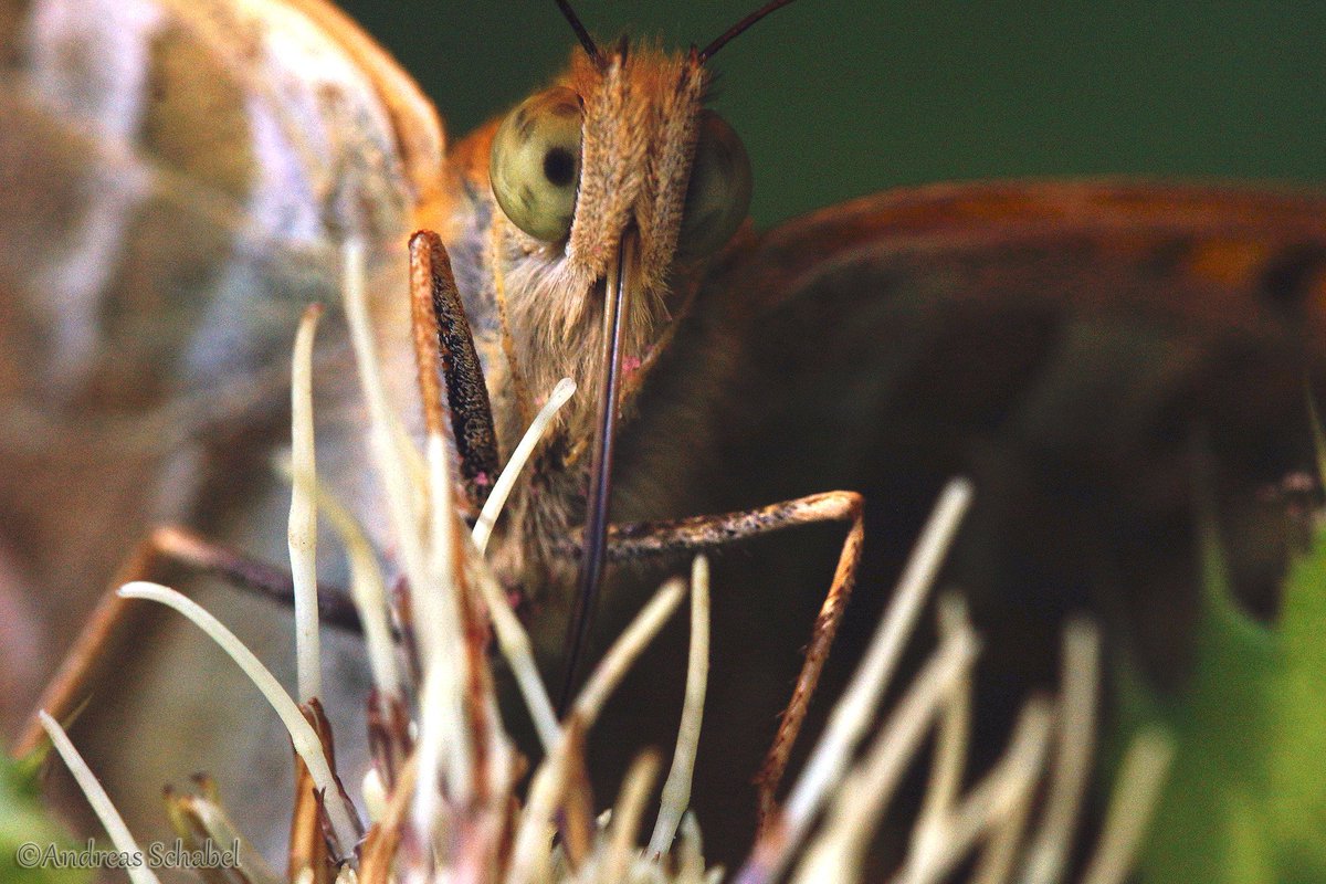 Andreas__2025's tweet photo. #Butterfly sunday^^ Here are a few close up pics 😉
2x silver-washed fritillary - Argynnis paphia
3rd picture brimstone butterfly - Gonepteryx rhamni

#macro #butterfly #photography #savebutterflies https://t.co/aAyaumATDf