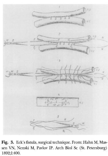 How did NH3 get involved with  #HE in the first place?Step 1: In 1877 Eck develops the first successful vascular anastamosis, a portocaval shunt.  https://www.ncbi.nlm.nih.gov/pubmed/9186464 Step2: Pavlov improves itStep3: Dogs get goofy after eating meat:"Meat stupor"Step4: What's up with meat!?