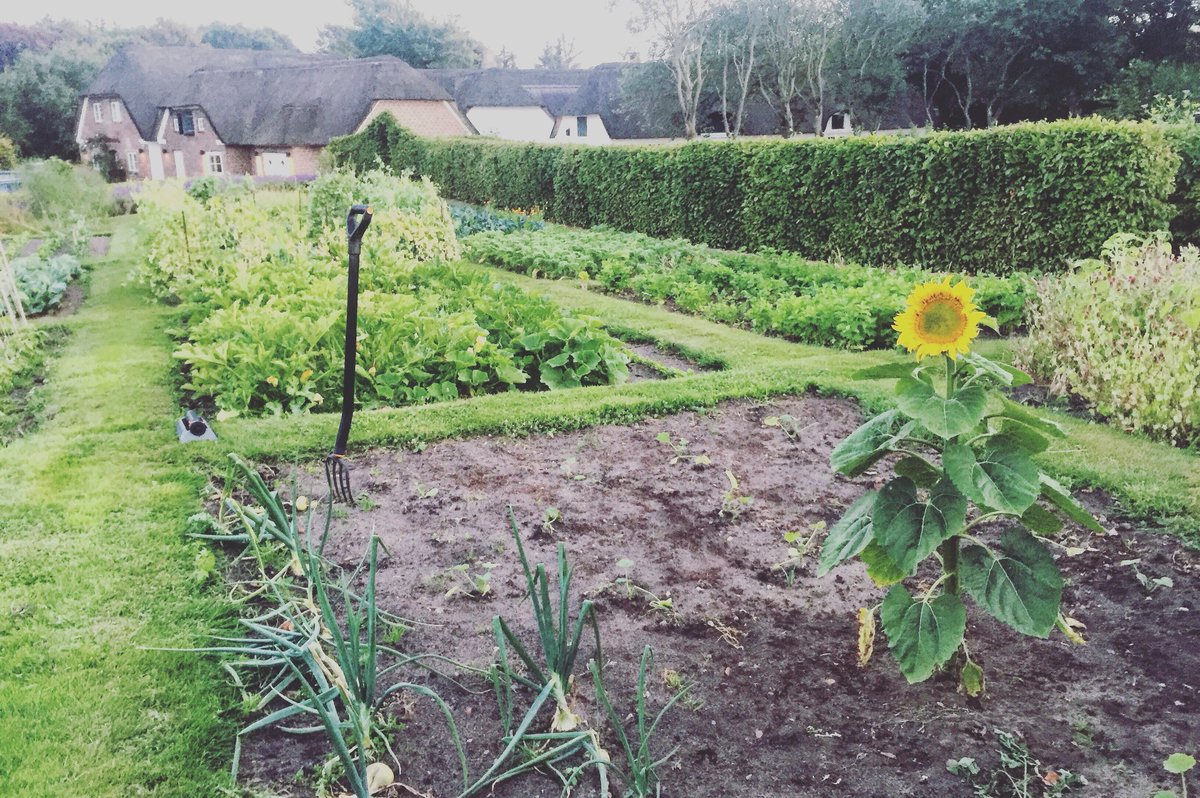 Lonesome sunflower, Saturday afternoon our Henne