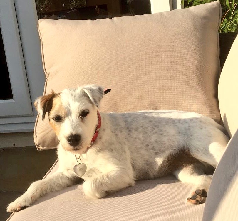 MMB Magazine HQ (@mmbmagazineuk) on Twitter photo A year ago this little lady was fighting for her life and undergoing two blood transfusions due to her body just turning on itself. Lucky for her she had <a href="/HollyHouseVets/">Holly House Vets</a> fighting for her as well, including the vets own dog giving a transfusion. #lily #thankyou #notjustavets A year ago this little lady was fighting for her life and undergoing two blood transfusions due to her body just turning on itself. Lucky for her she had <a href="/HollyHouseVets/">Holly House Vets</a> fighting for her as well, including the vets own dog giving a transfusion. #lily #thankyou #notjustavets