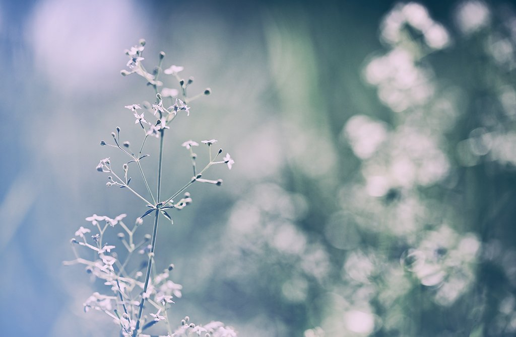 Blume mit kleinen weißen, sternförmigen Blüten in Nahaufnahme. Im Hintergrund ist die gleiche unscharf als Bokeh. Es ist sehr hell, Sonne scheint in die Wiese, alles ist in Blaugrün mit viel Weiß.