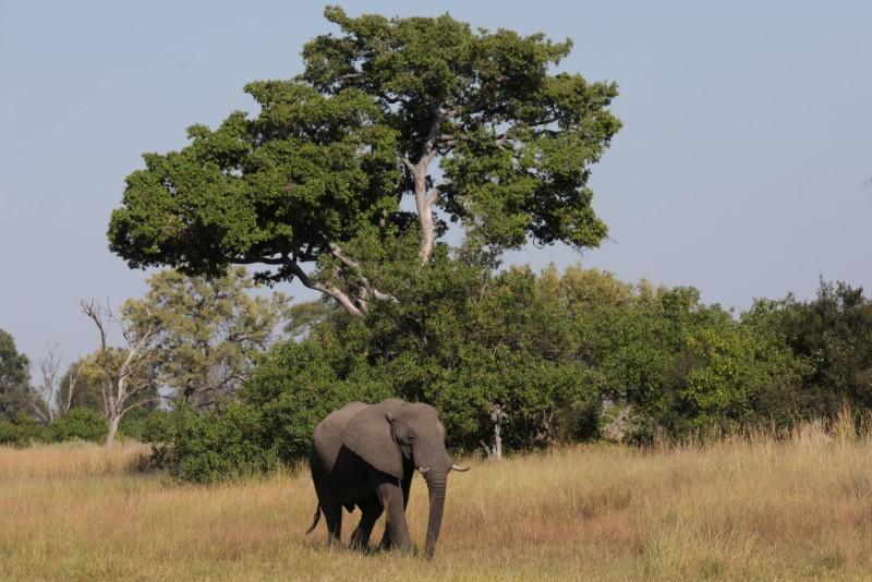 Botswana may put elephants in cross-hairs as it moves to lift hunting ban reut.rs/2JmH09v
