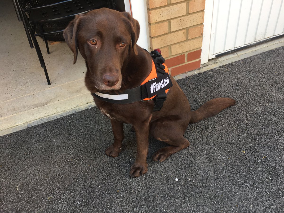 Coco modelling her new #Finnslaw patch on her @Juliusk9UKLtd  harness #Workingdogsunited #SpreadTheWord